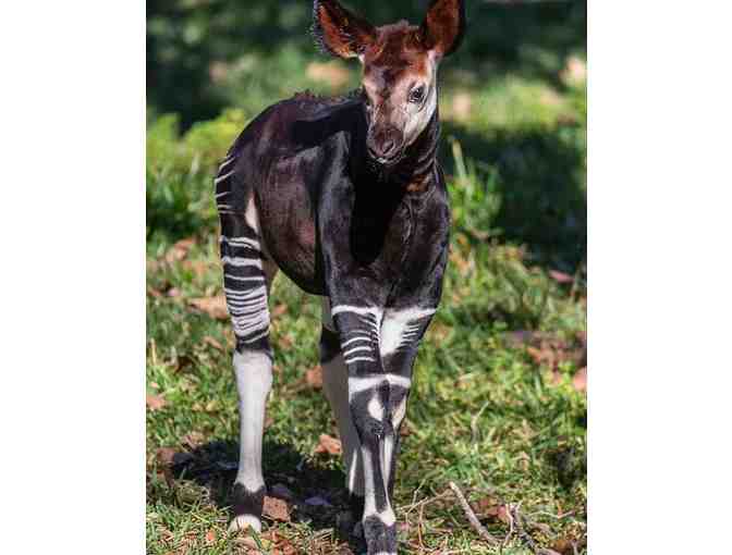 Caravan Safari Adventure (w/Park Admission) + ( 2 ) Night Stay!