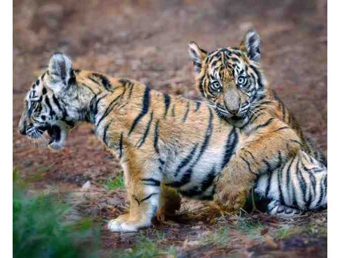 Caravan Safari Adventure (w/Park Admission) + ( 2 ) Night Stay!