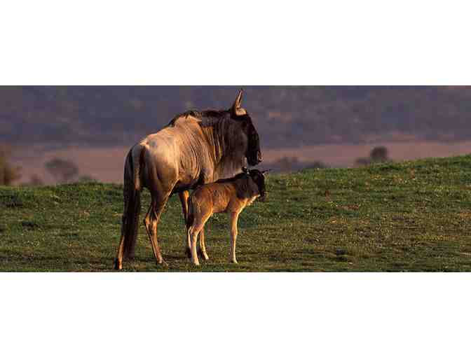 Caravan Safari Adventure (w/Park Admission) + ( 2 ) Night Stay!