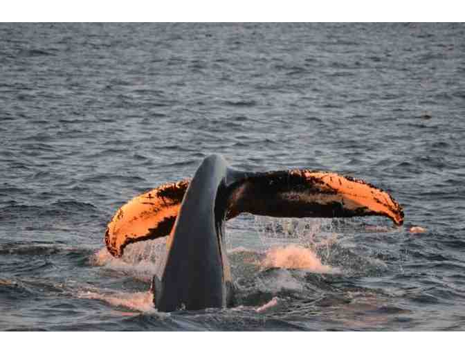 Boston Harbor's Sunset Cruise for 2