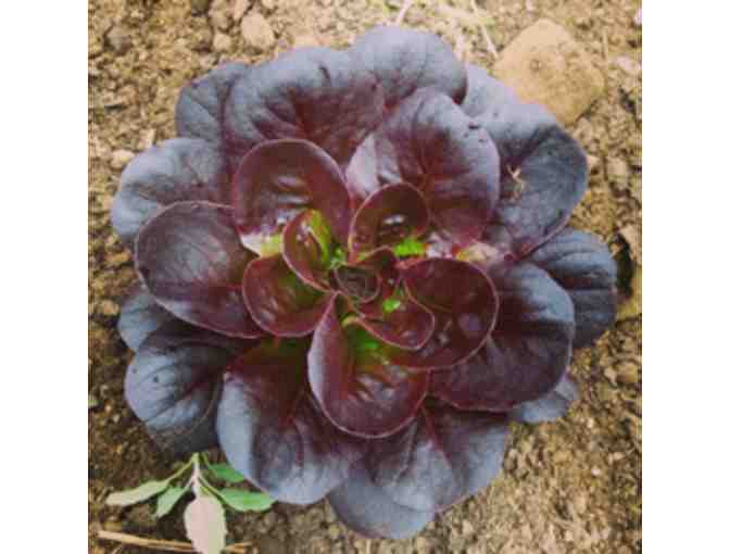 Custom Made Cold Frame