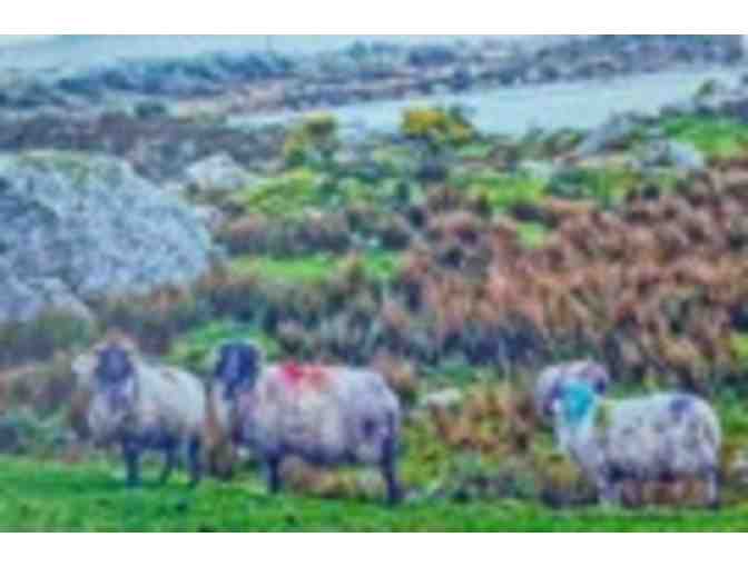 Painted Sheep Framed Photo