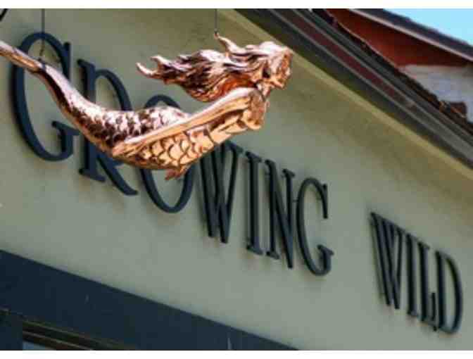 Growing Wild - Large Fresh Succulent Garden in Decorative Clam Shell Pot