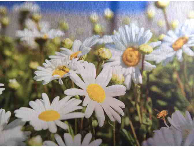 Daisy/Providence bridge photo on brushed aluminum