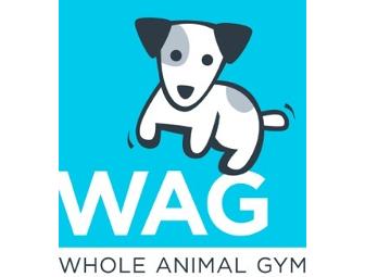 WAG: Evaluation & Fitness Sessions For Your Pet