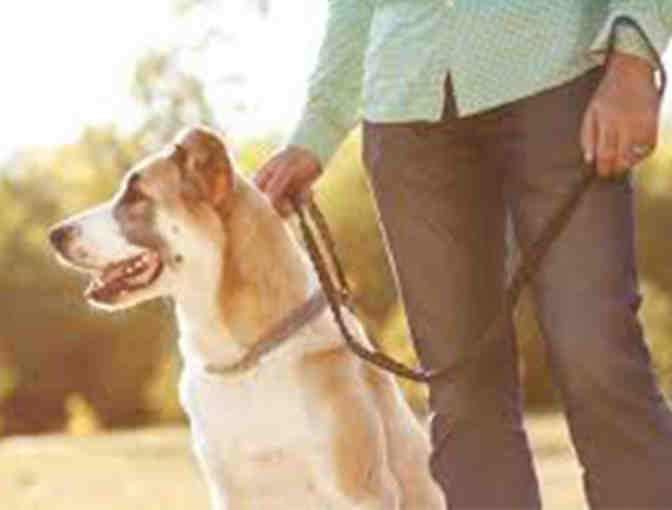 Prestigious Pets, LLC Gift Certificates for Dog Walks
