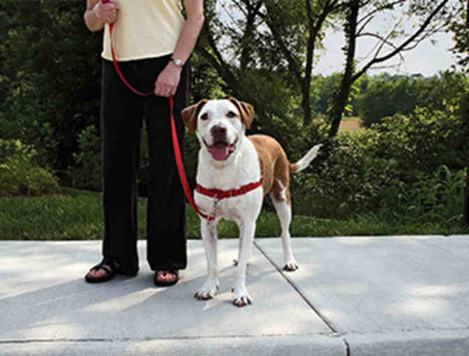 Prestigious Pets, LLC Gift Certificates for Dog Walks