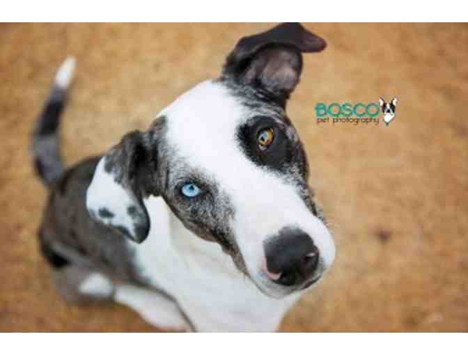 Bosco Pet Photography Package