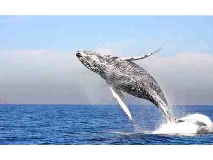 Monterey Package: Hotel & Whale Watching Trip