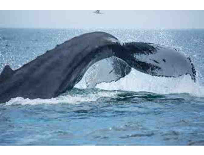 2 Adult Whale Watching Cruise Tickets