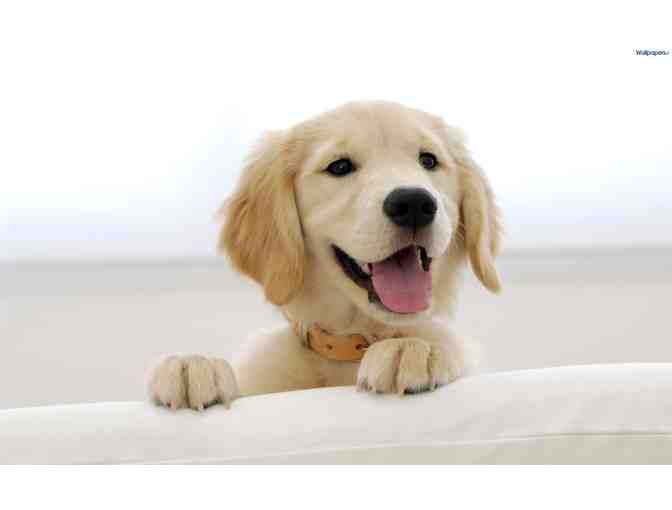 Veterinary Care for your Dog in your Home - For One Year!!