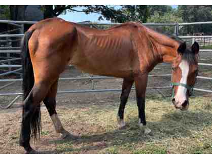Rescued Emaciated Mare, Amber, Needs a Sponsor!