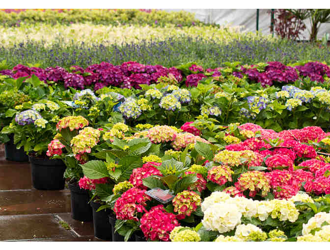 Gardening Delights! Professional Gardening Services and Swanson's Nursery Gift Certificate