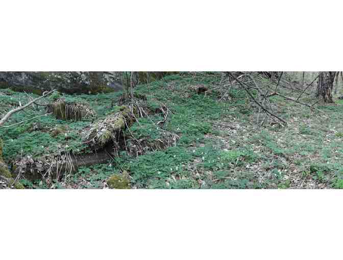 Hearty New England Breakfast and Early Spring Wildflower Walk (Ashfield, MA)