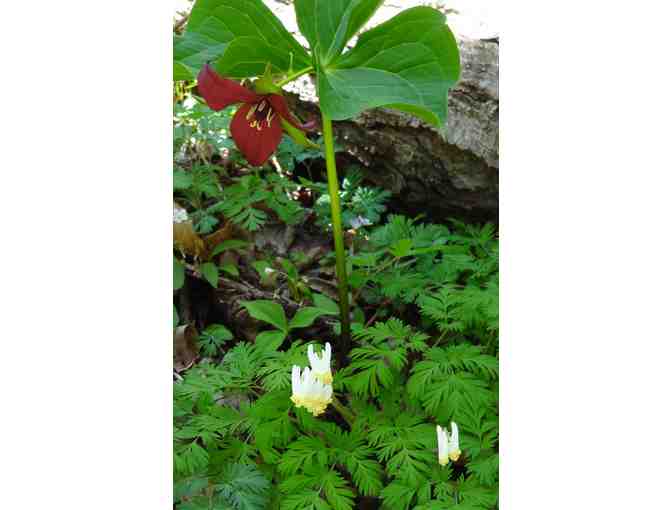Hearty New England Breakfast and Early Spring Wildflower Walk (Ashfield, MA)