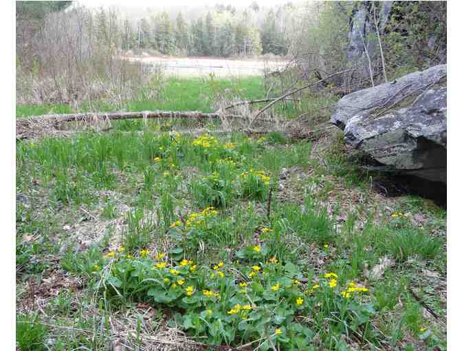 Hearty New England Breakfast and Early Spring Wildflower Walk (Ashfield, MA)