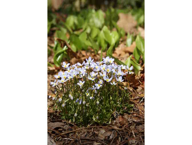 Houstonia caerulea - one (1) plant from our stock beds - Framingham, MA