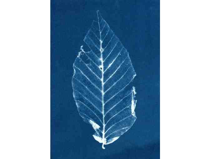 Botanical Cyanotype Greeting Cards (Five Pack) by Alexis Doshas
