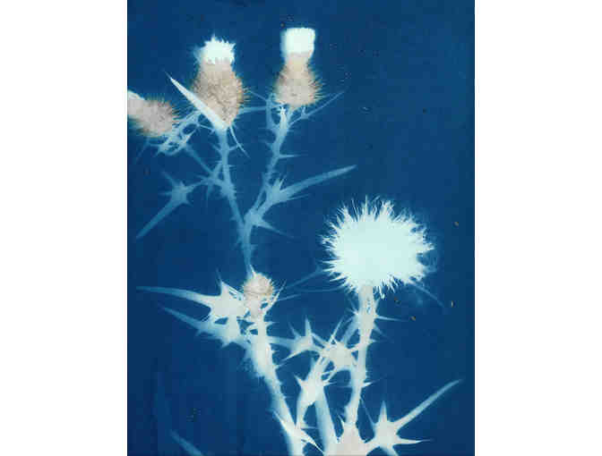 Botanical Cyanotype Greeting Cards (Five Pack) by Alexis Doshas