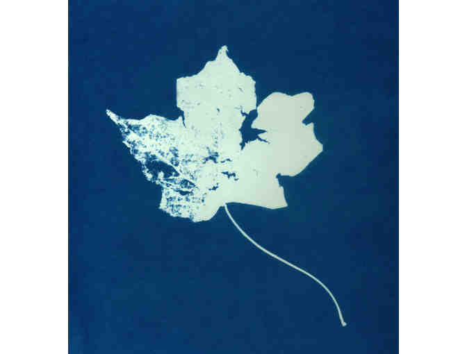 Botanical Cyanotype Greeting Cards (Five Pack) by Alexis Doshas