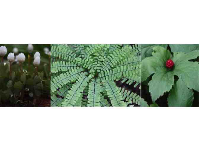 Three (3) Hour Home Consultation for Planning/Preparing a Vegetable Garden with Liza Green