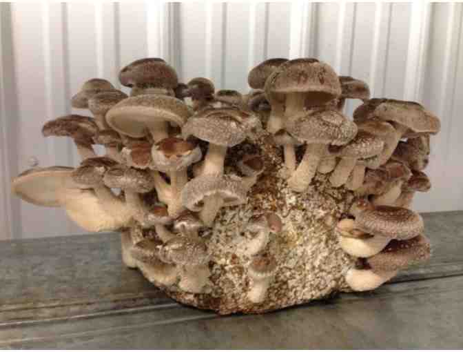 Oakshire Mushroom Inc. - Grow Your Own Shiitake Mushrooms Kit