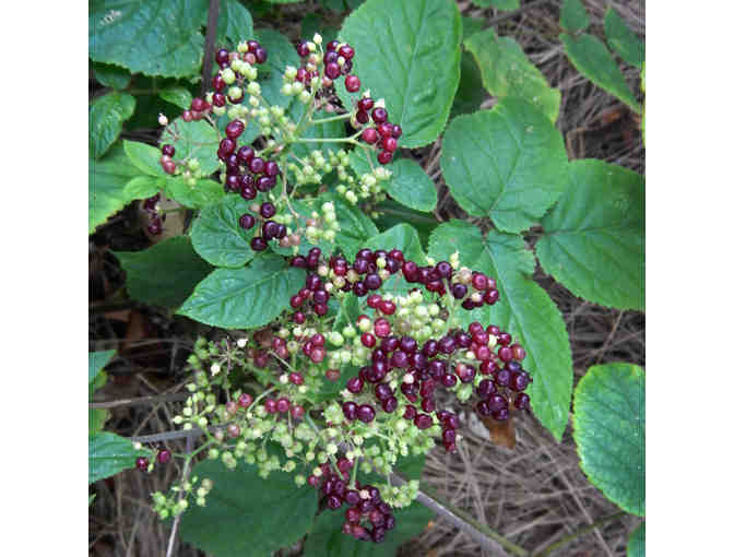 Three (3) Hour Home Consultation for Planning/Preparing a Vegetable Garden with Liza Green