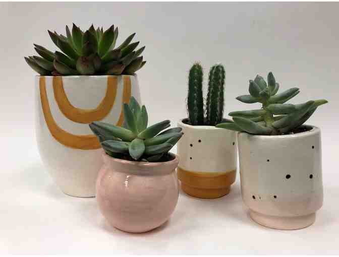 Luna Reese Ceramics - 4 Plants with Ceramic Planters