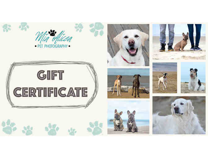 Pet Photography Gift Certificate
