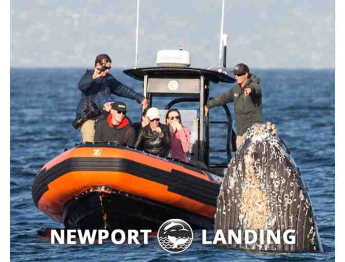 Newport Landing Whale Watching Trip - for 2 - Photo 1