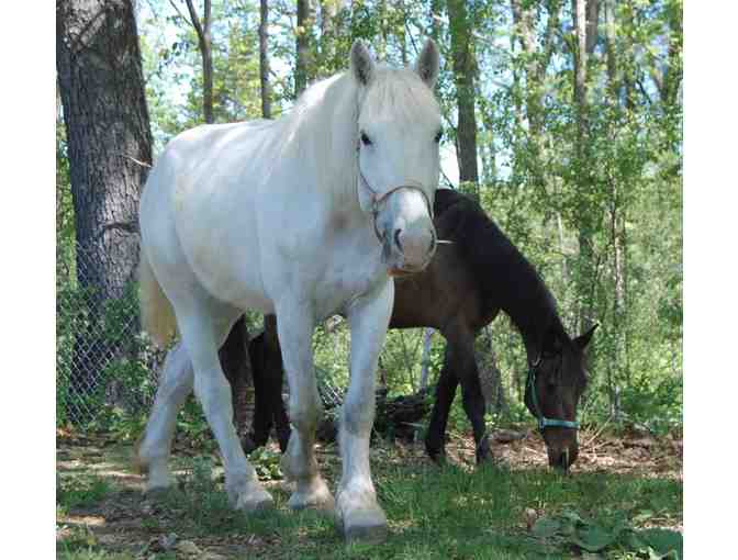 Help the NHSPCA Care for a Horse