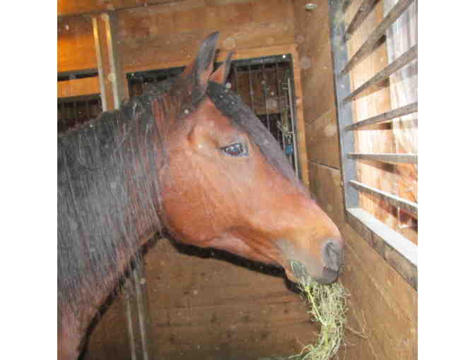 Help the NHSPCA Care for a Horse