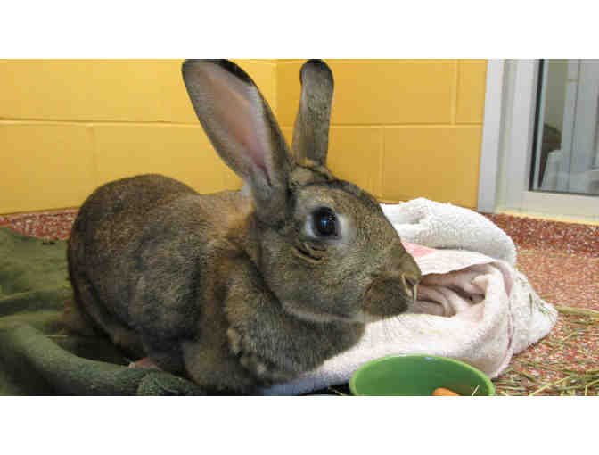 Help the NHSPCA Care for a Rabbit