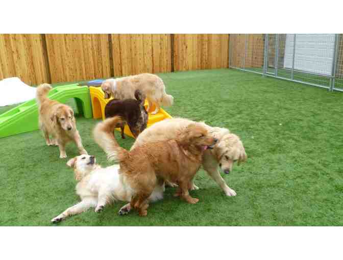 3 Days of Daycare at the Coastal Canine Resort
