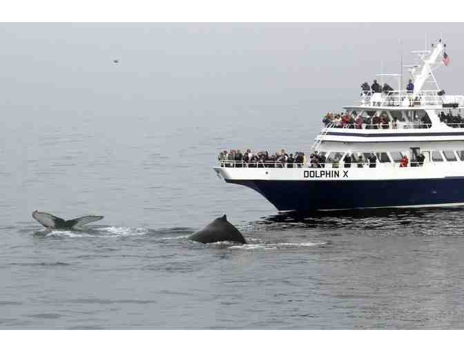 Two Whale Watch Passes for Dolphin Fleet of Provincetown