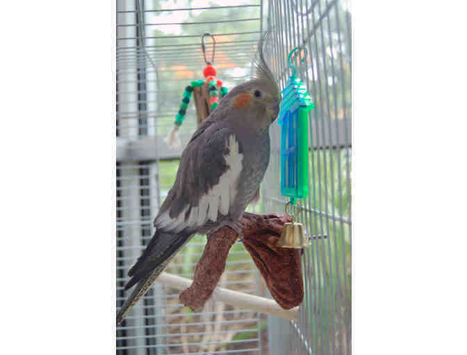 Help The NHSPCA Care For A Bird