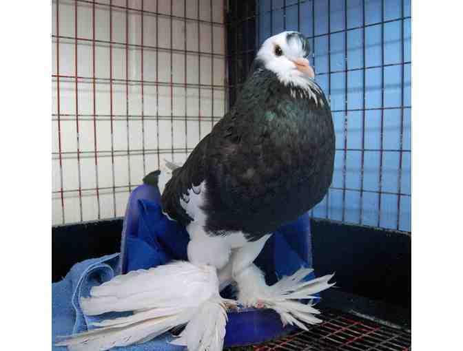 Help The NHSPCA Care For A Bird