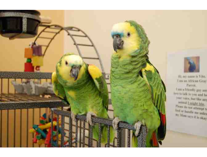 Help The NHSPCA Care For A Bird