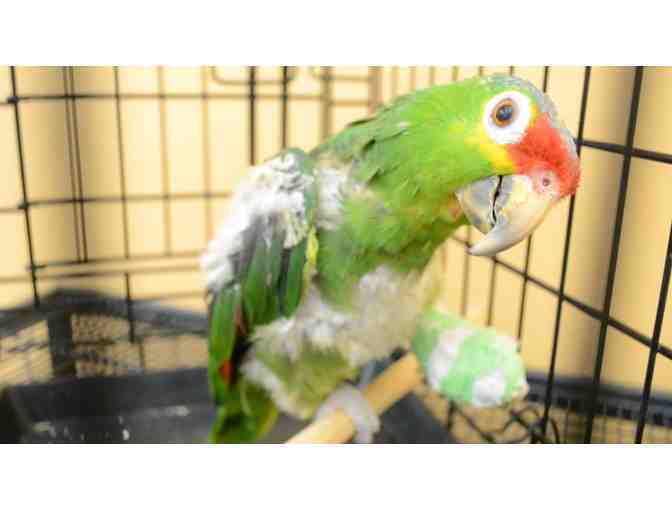 Help The NHSPCA Care For A Bird