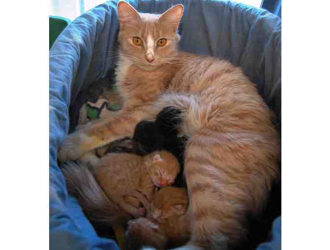 Help The NHSPCA Care For A Cat