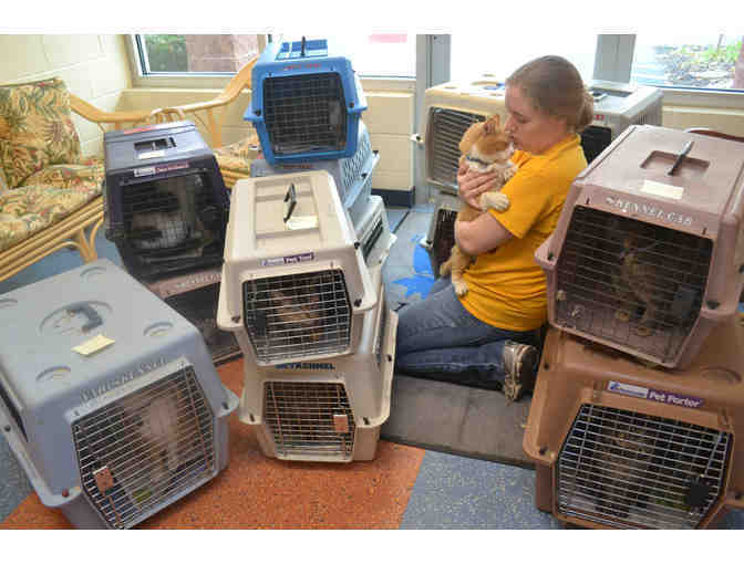 Help The NHSPCA Care For A Cat