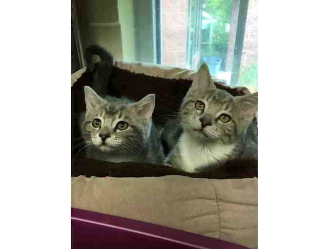 Help The NHSPCA Care For A Cat