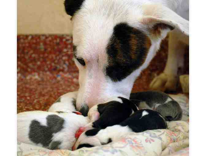 Help The NHSPCA Care For A Dog