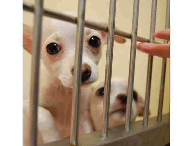 Help The NHSPCA Care For A Dog