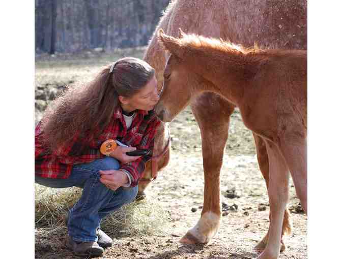 Help The NHSPCA Care For A Horse