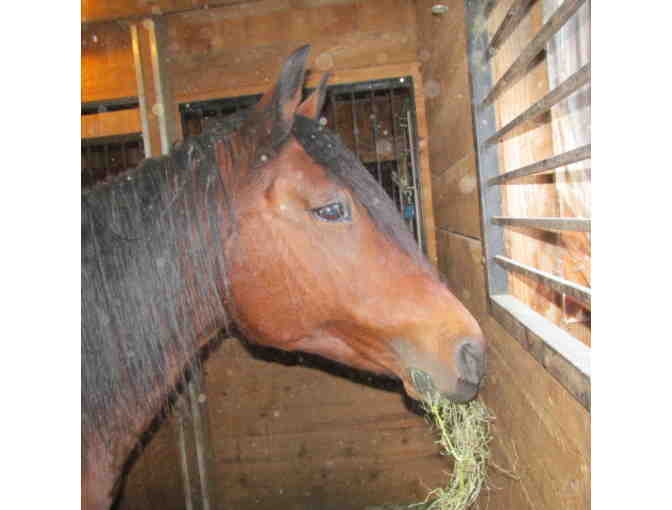 Help The NHSPCA Care For A Horse