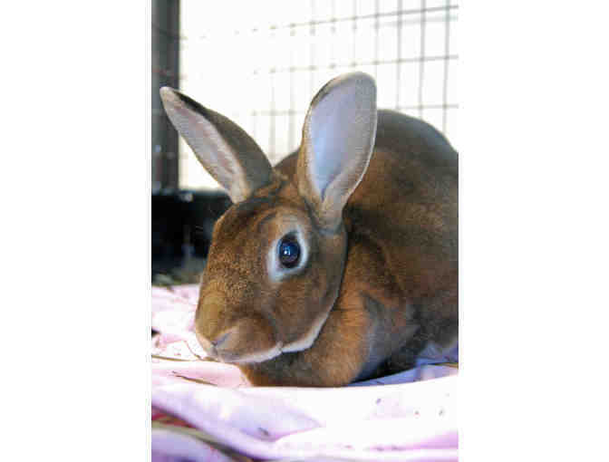 Help The NHSPCA Care For A Rabbit