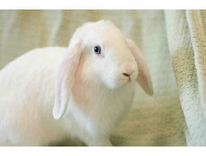 Help The NHSPCA Care For A Rabbit