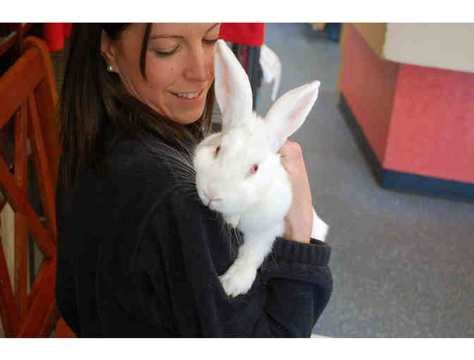 Help The NHSPCA Care For A Rabbit