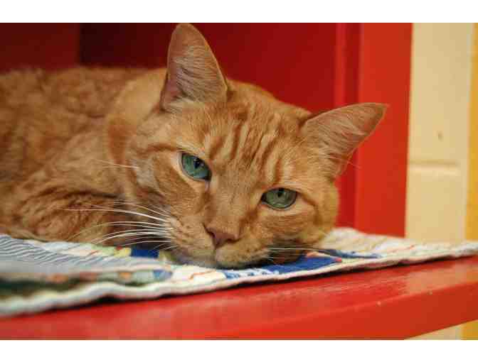 Help The NHSPCA Care For A Cat